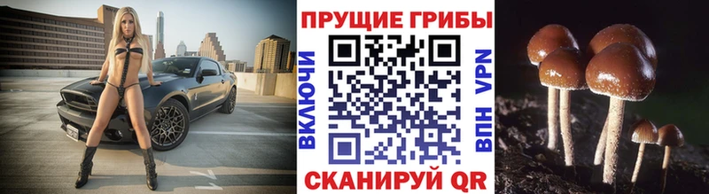 omg   Сунжа  Галлюциногенные грибы Psilocybe 